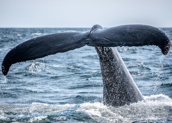 Où observer les baleines bleues au large de la péninsule Valdès, Argentine : conseils et périodes ?
